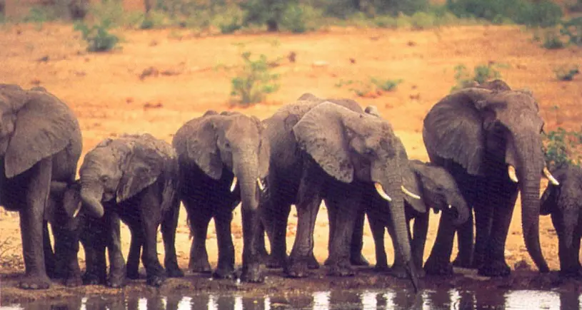 Giornata della biodiversità: gli animali selvaggi sono fonte di guadagno