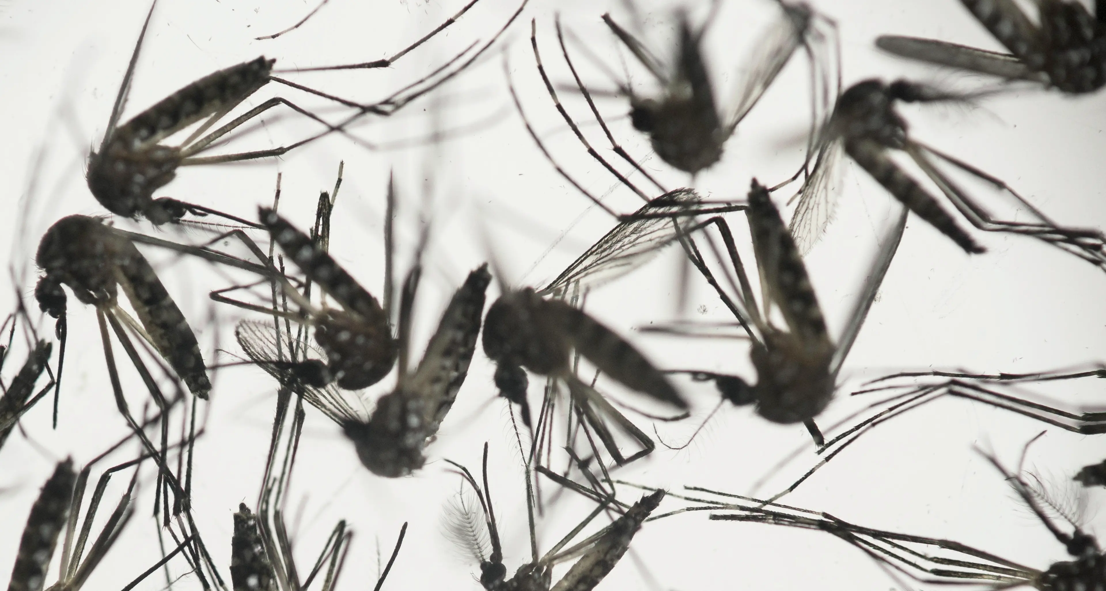 Salute, il virus Zika alle porte dell’Africa