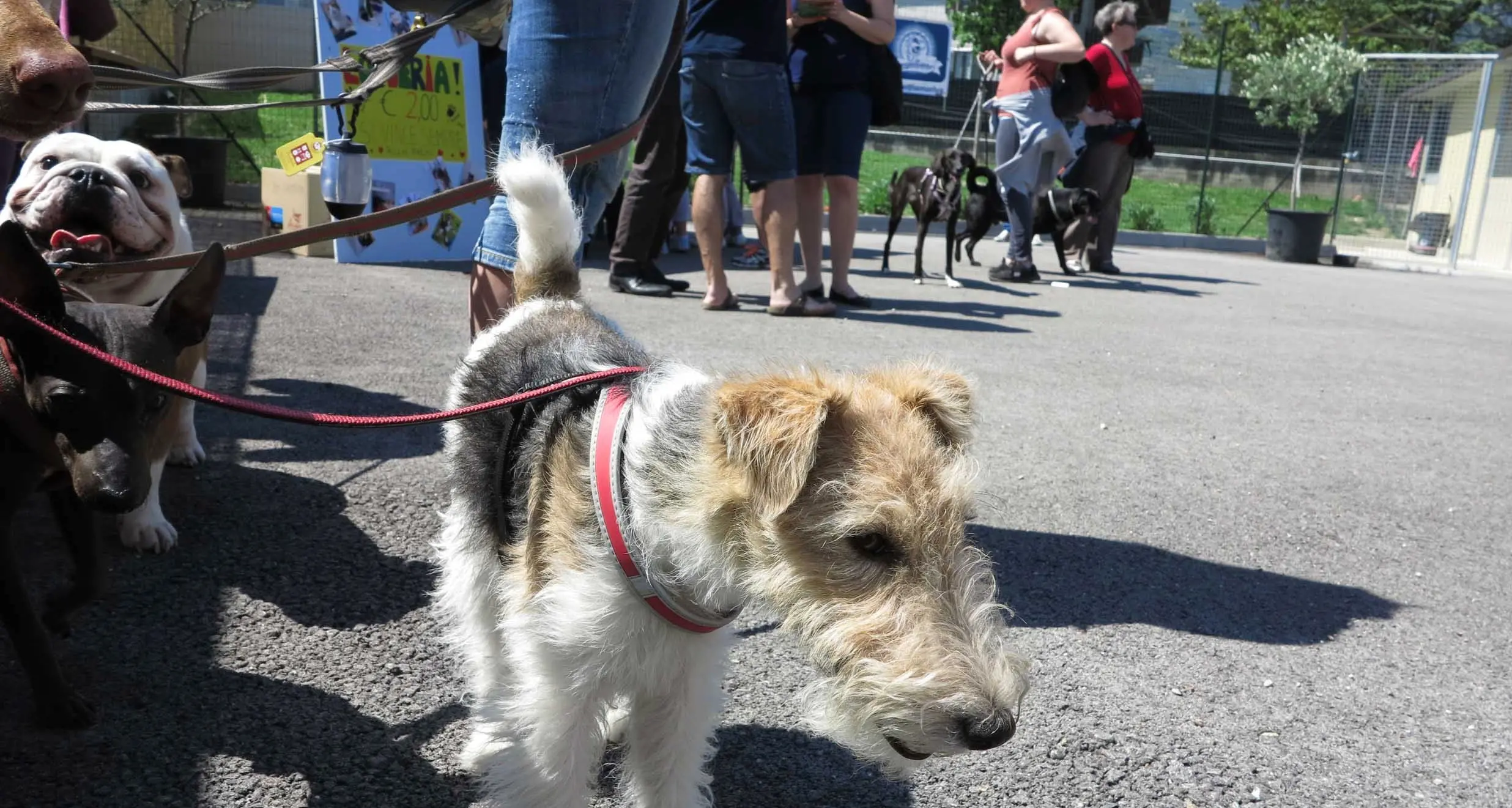 Cani, gatti e conigli: che festa alla giornata del Rifugio aperto