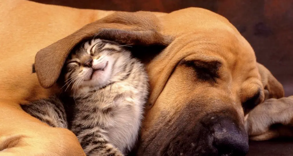 Animali anti bulli in classe Frontiere della pet therapy