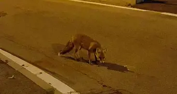 Vela, volpe sbrana il coniglio in giardino «Animali domestici a rischio di notte»