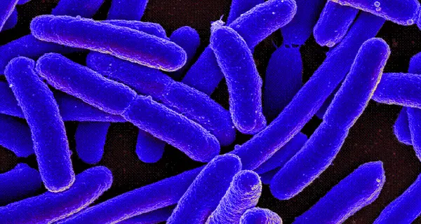 In Usa scatta allarme super-batterio,colpita donna Pennsylvania
