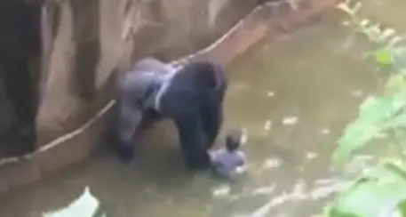 Gorilla ucciso in uno zoo per salvare un bimbo