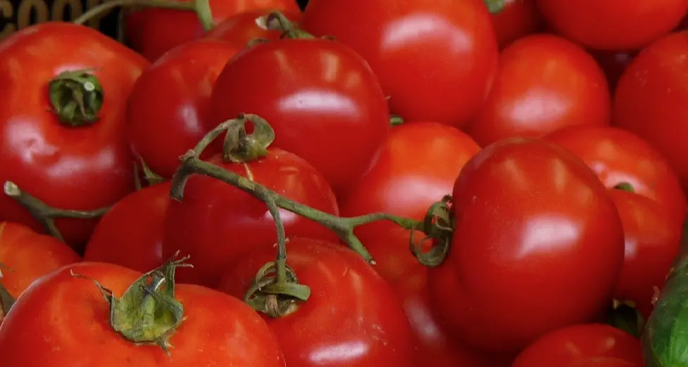 Pomodori italiani penalizzati dall’Ue