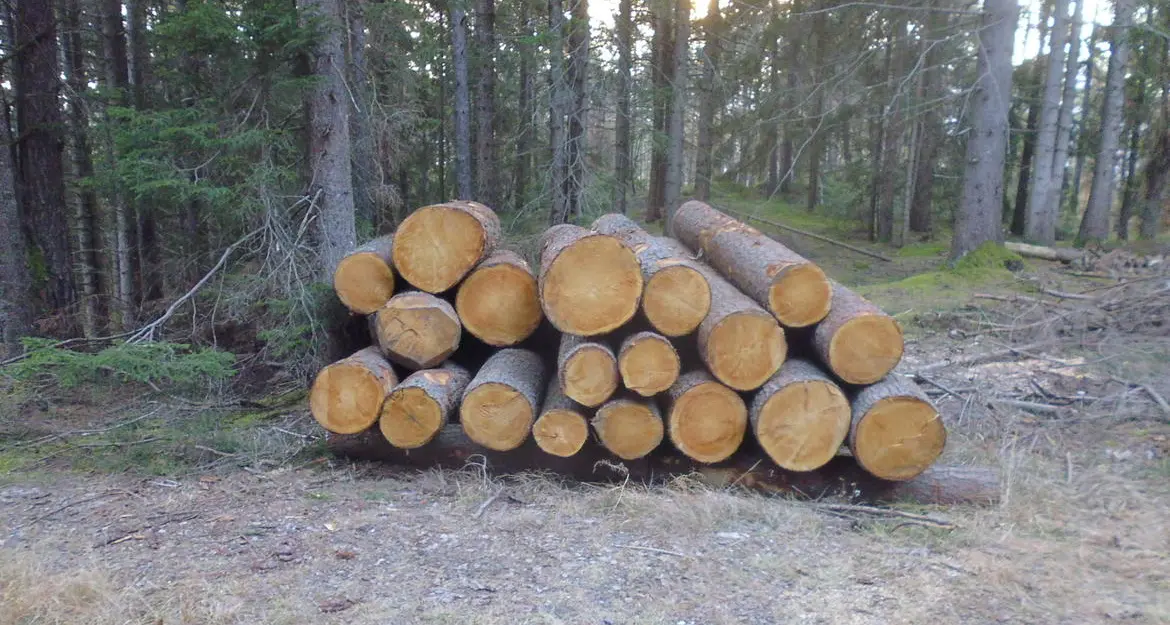 Ritrovata in un bosco la catasta di cirmolo rubata