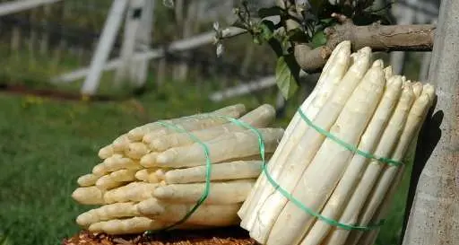 Asparagi, un po' cari ma i migliori