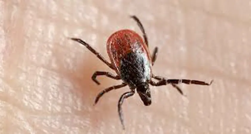 Encefatlie da zecca C'è già il primo caso