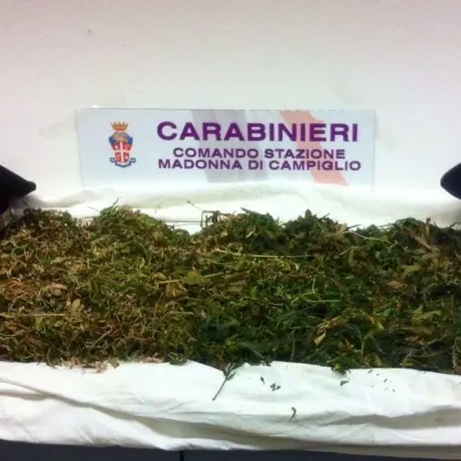 Custodiva marijuana nel freezer: nei guai un 26enne di Campiglio