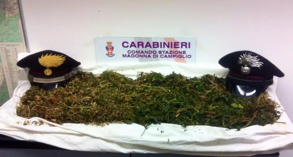 Custodiva marijuana nel freezer: nei guai un 26enne di Campiglio
