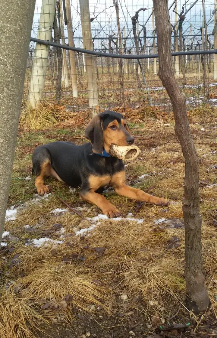 Razzie di cani e altri animali nelle campagne di Aldeno