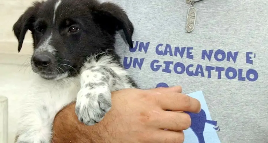 In vacanza con il proprio cane si può Il Trentino è al top in Italia per accoglienza