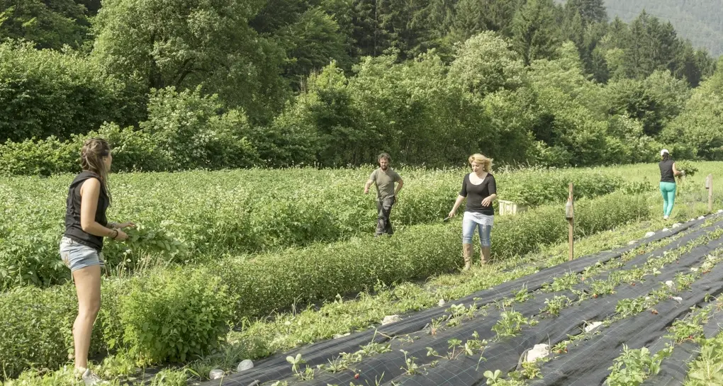 Ledro, il contadino cerca moglie ma intanto perde audience