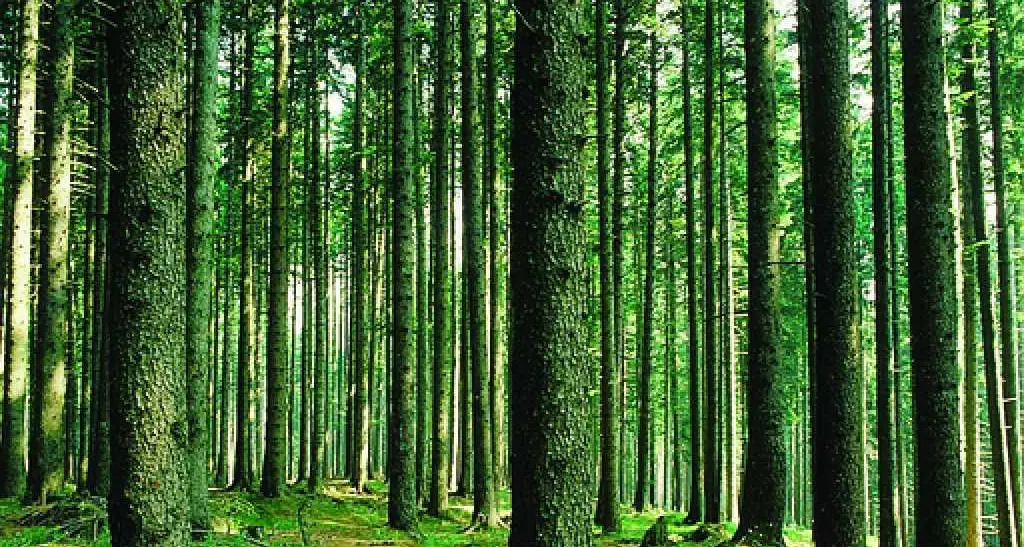 I custodi forestali scendono da 179 a 159 fra un anno