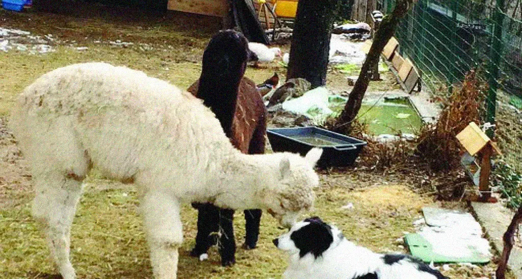 Mezzomonte, fattoria alternativa L'uomo che sussurra agli alpaca