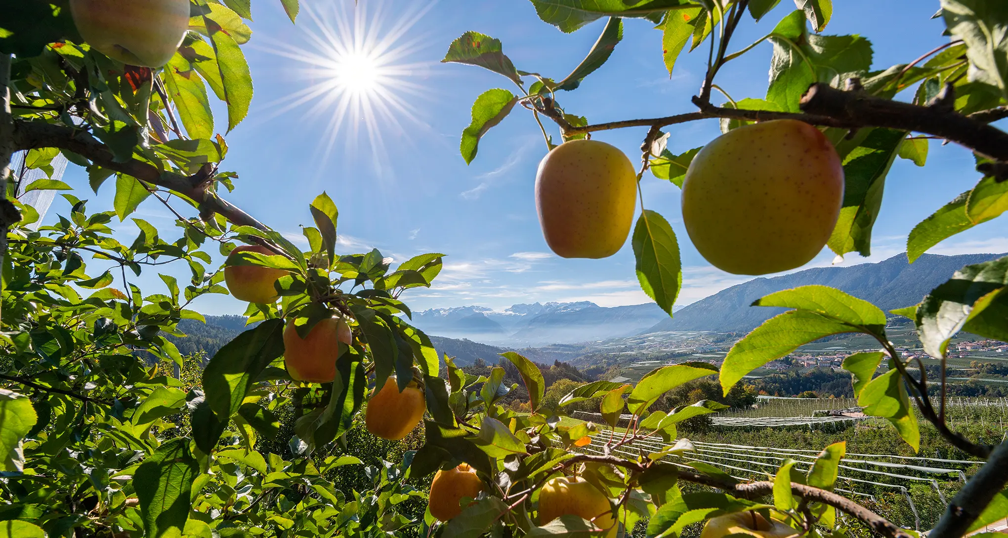 «Biologico in Val di Non: una svolta apparente» Cappelletti (Medici per l'Ambiente) su Melinda