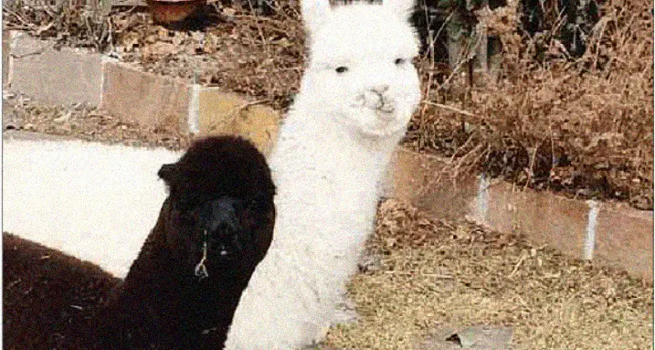 Nel Bosco Derniga ci sono gli alpaca