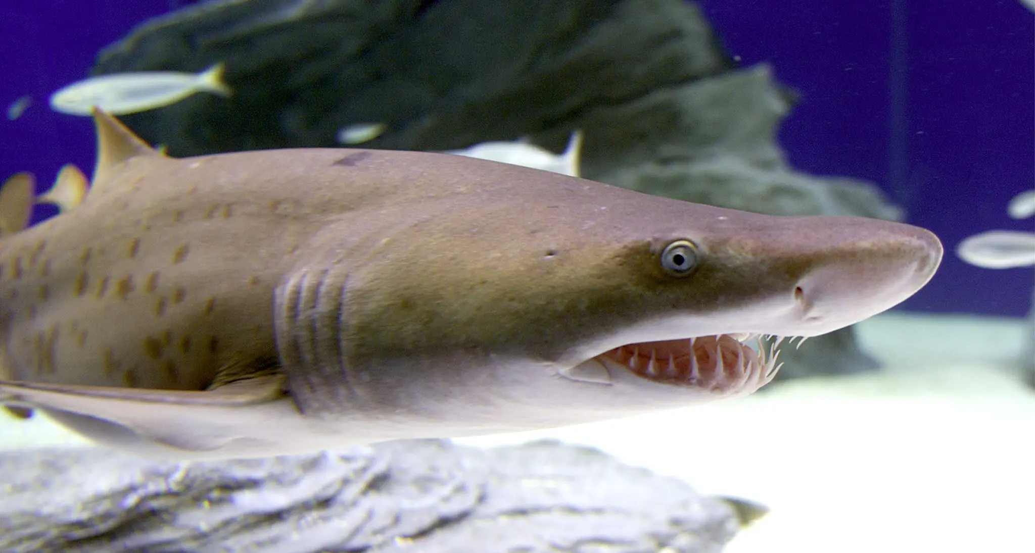 Dormire tra gli squali: è possibile nell'acquario di Parigi