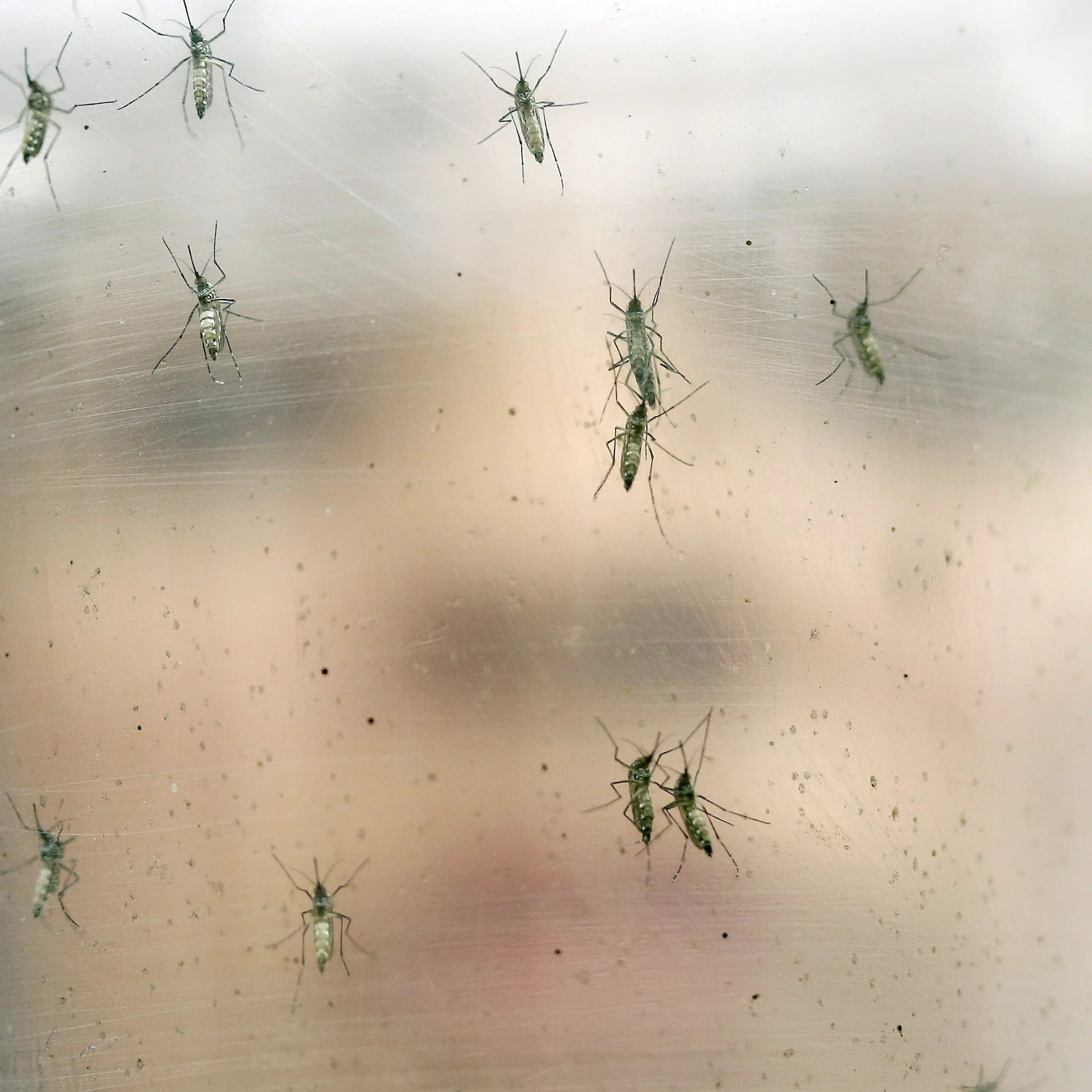 In Brasile nascono i bambini con la testa piccola: l’emergenza Zika
