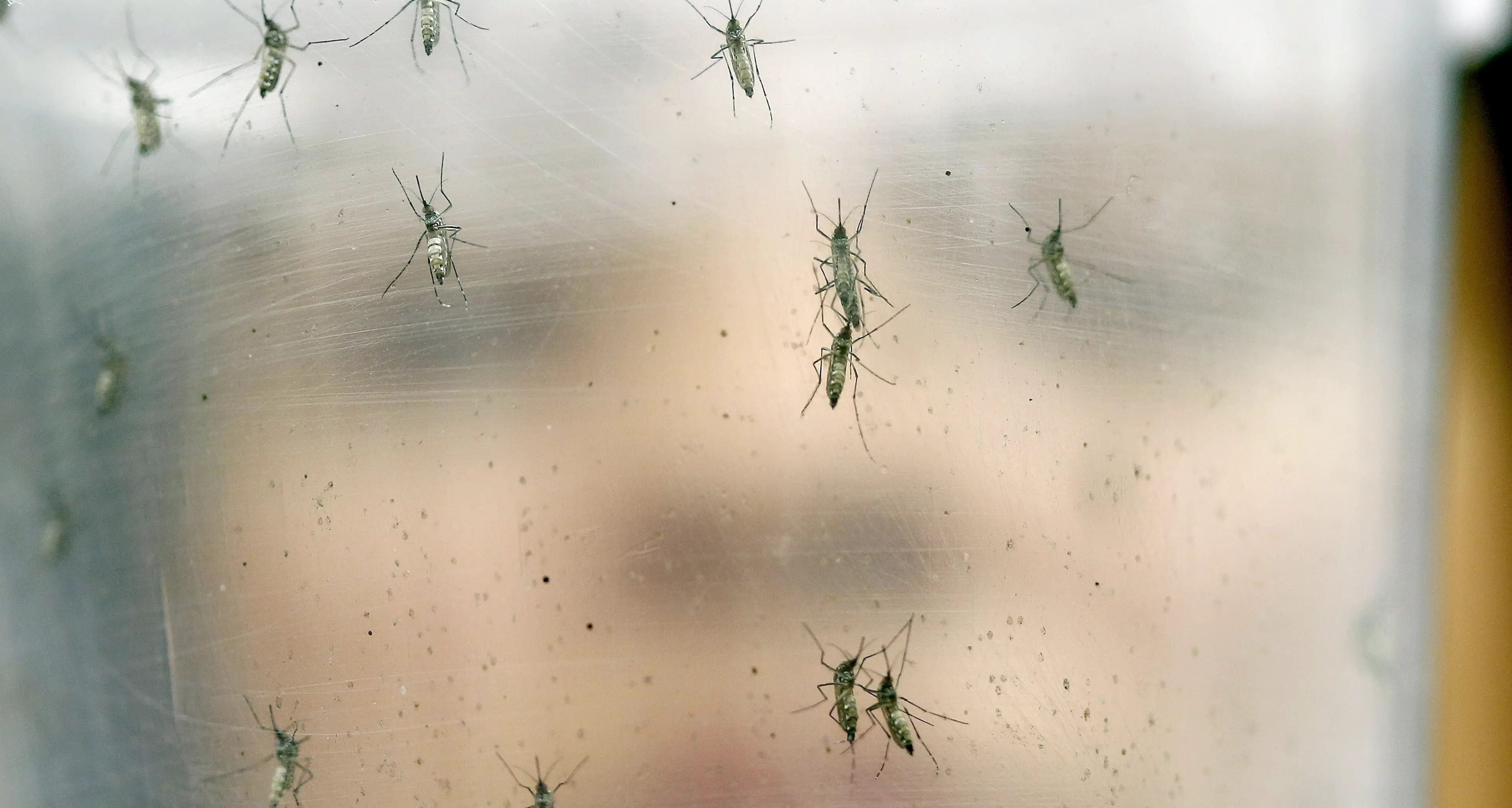 In Brasile nascono i bambini con la testa piccola: l’emergenza Zika