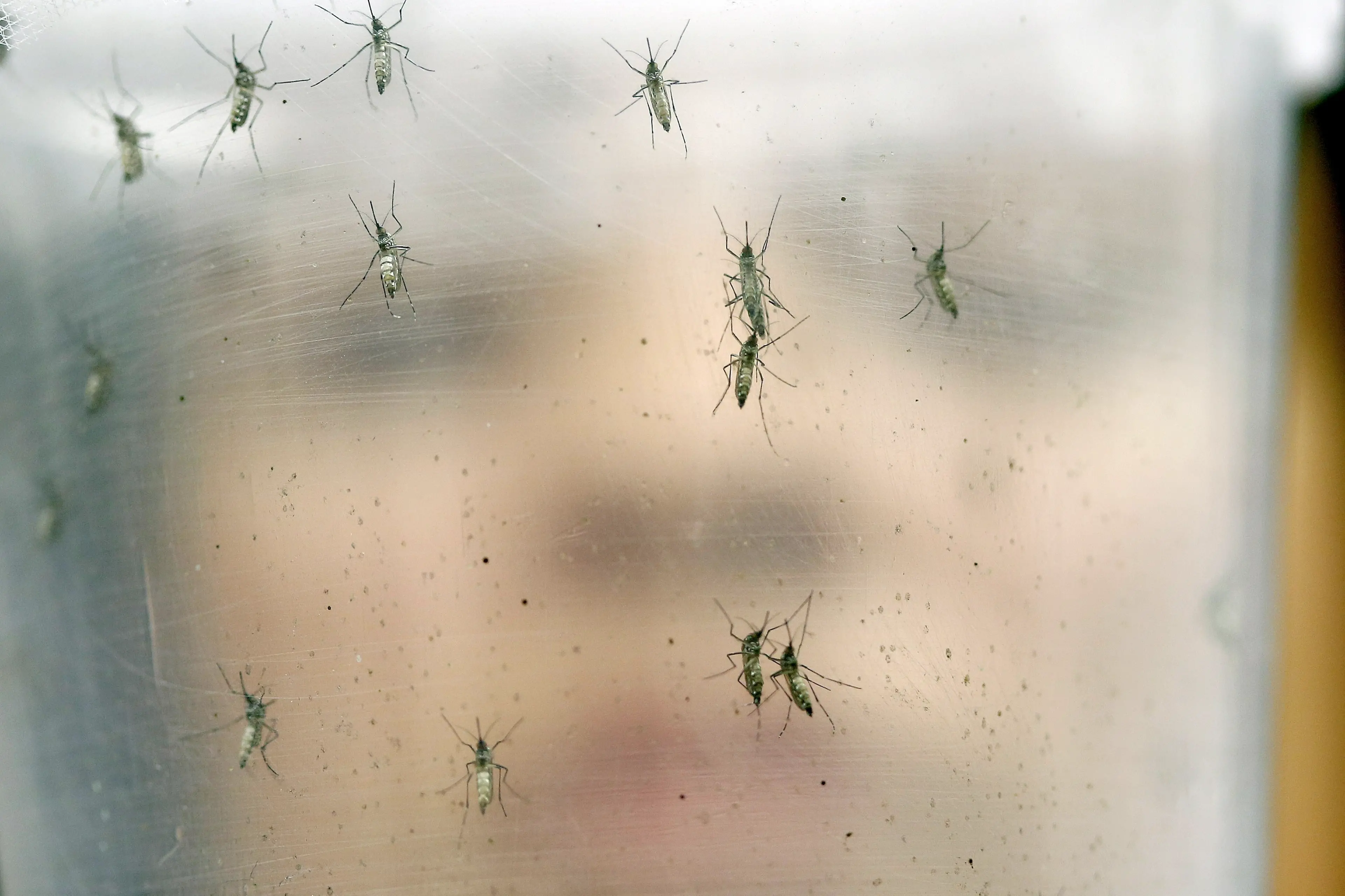 In Brasile nascono i bambini con la testa piccola: l’emergenza Zika