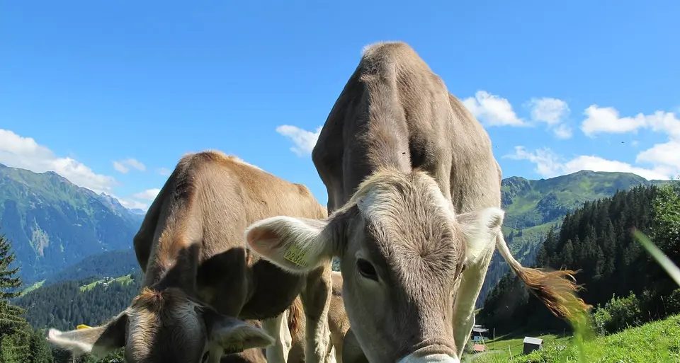 Ecco il Cheese Festival di Sole Fra allevamento e artigianato