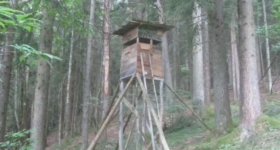 Caccia, denuncia M5S: in Trentino non si contrasta l'uso diffuso di mangiatoie-richiamo illegali per ungulati