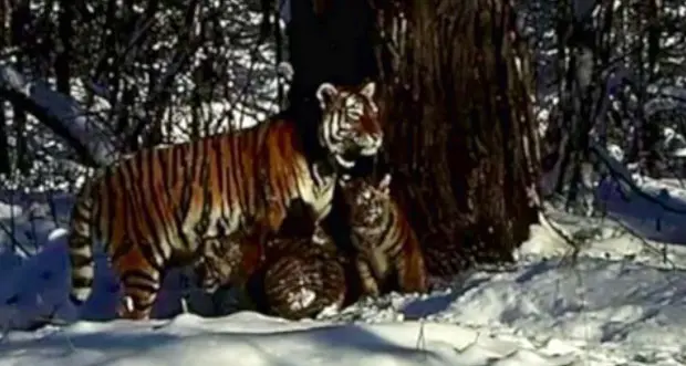 Cenerentola, la tigre orfana, dà alla luce due cuccioli