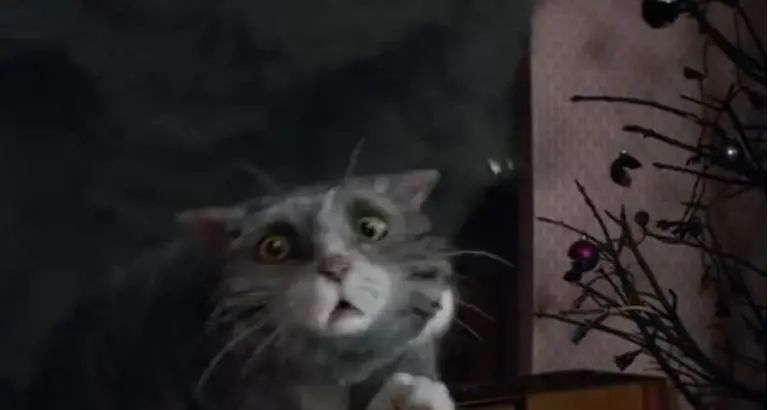 Video virali natalizi: il gatto Mog e una famiglia da salvare