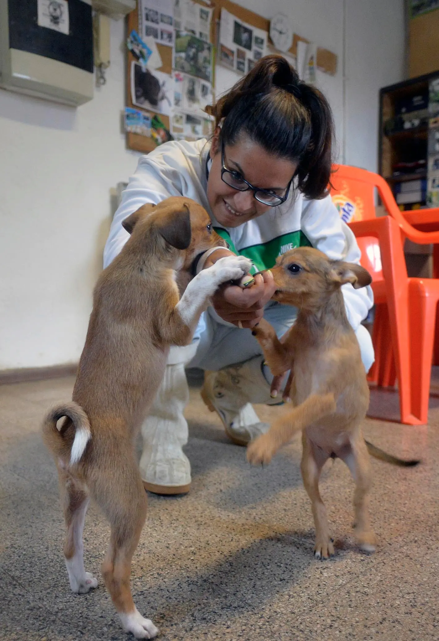 Trento nuova convenzione per il rifugio per cani randagi