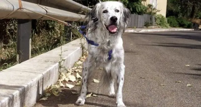 Fido in coda per un posto al canile