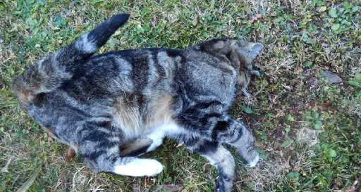 Gattino avvelenato a Torbole. Analisi ed esposto in Procura
