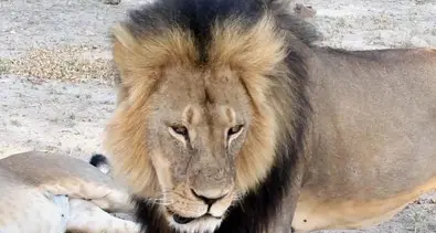 Zimbabwe choc: ucciso anche Jericho, il fratello di Cecil