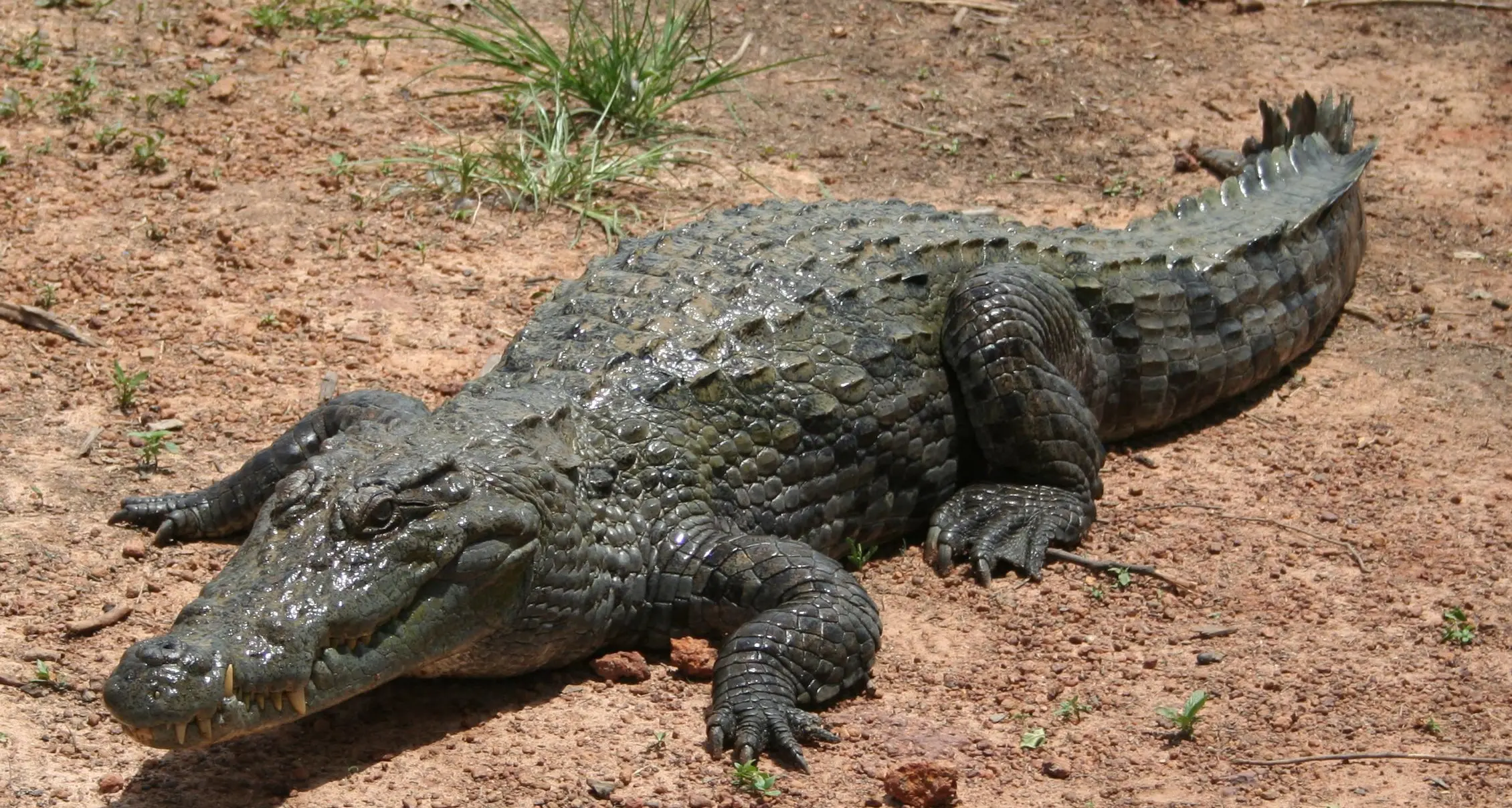 India, si salva da coccodrillo colpendolo con un mestolo