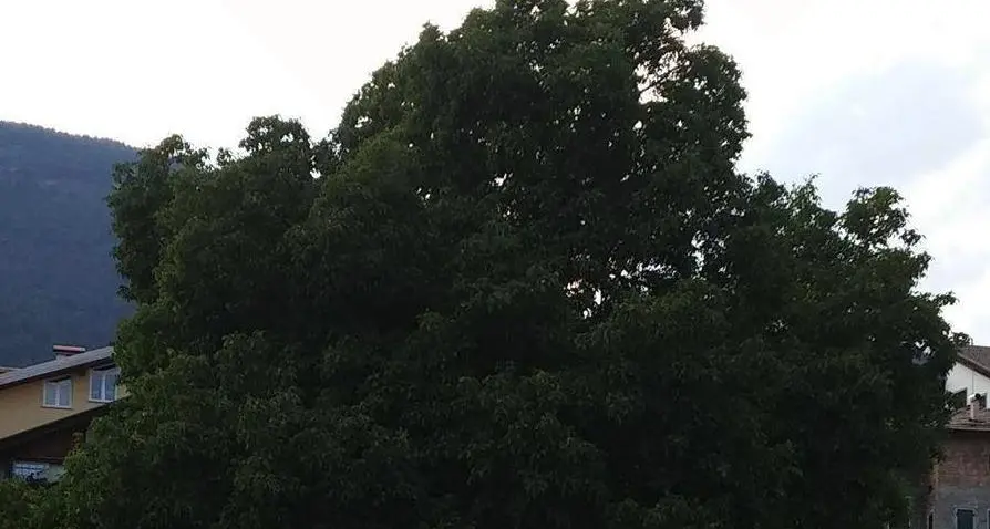 È il maestoso noce di Cles l'«Albero dell'anno 2015»