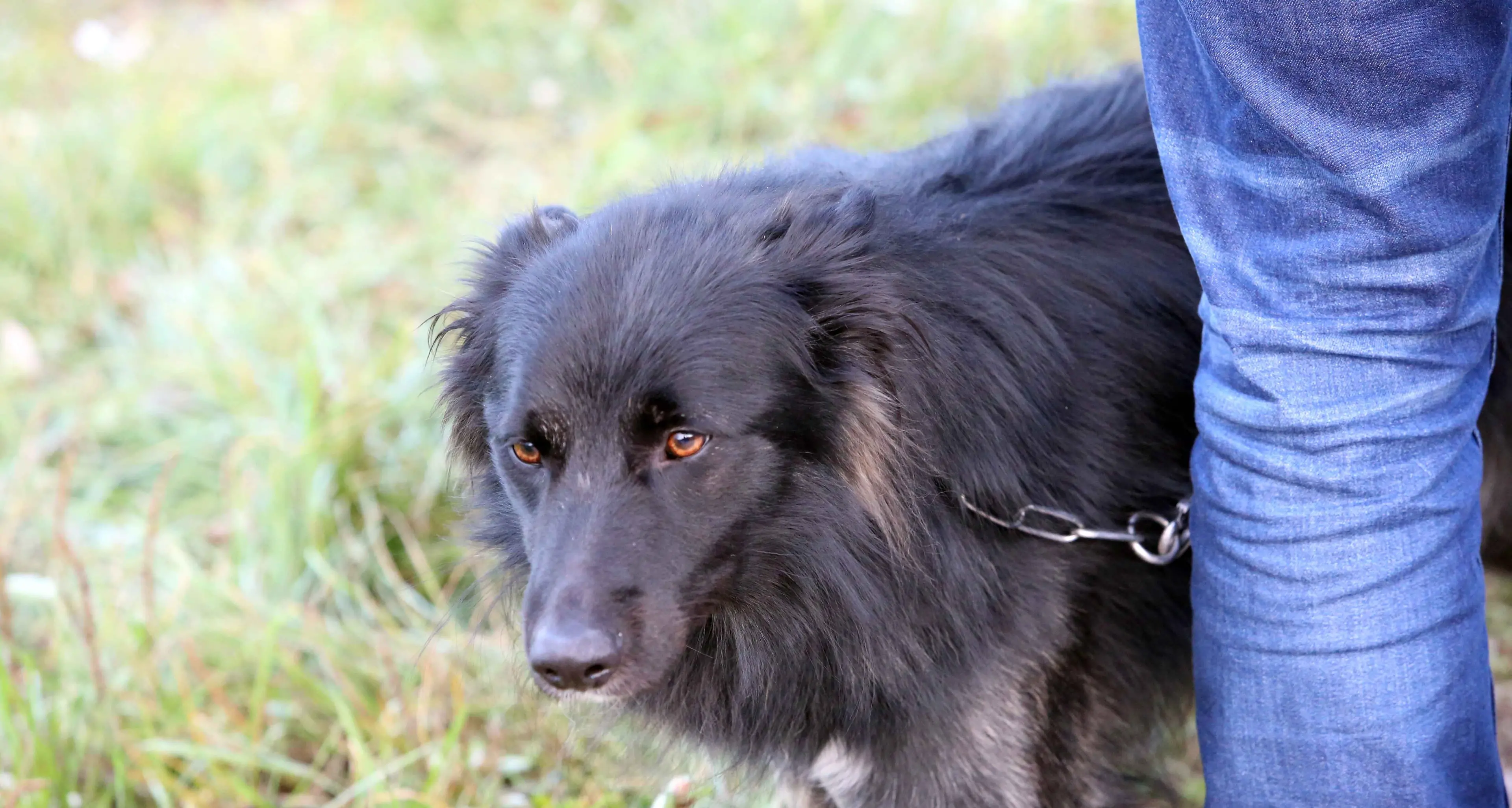 Trovata morta davanti a casa Il suo cane l'ha vegliata a lungo