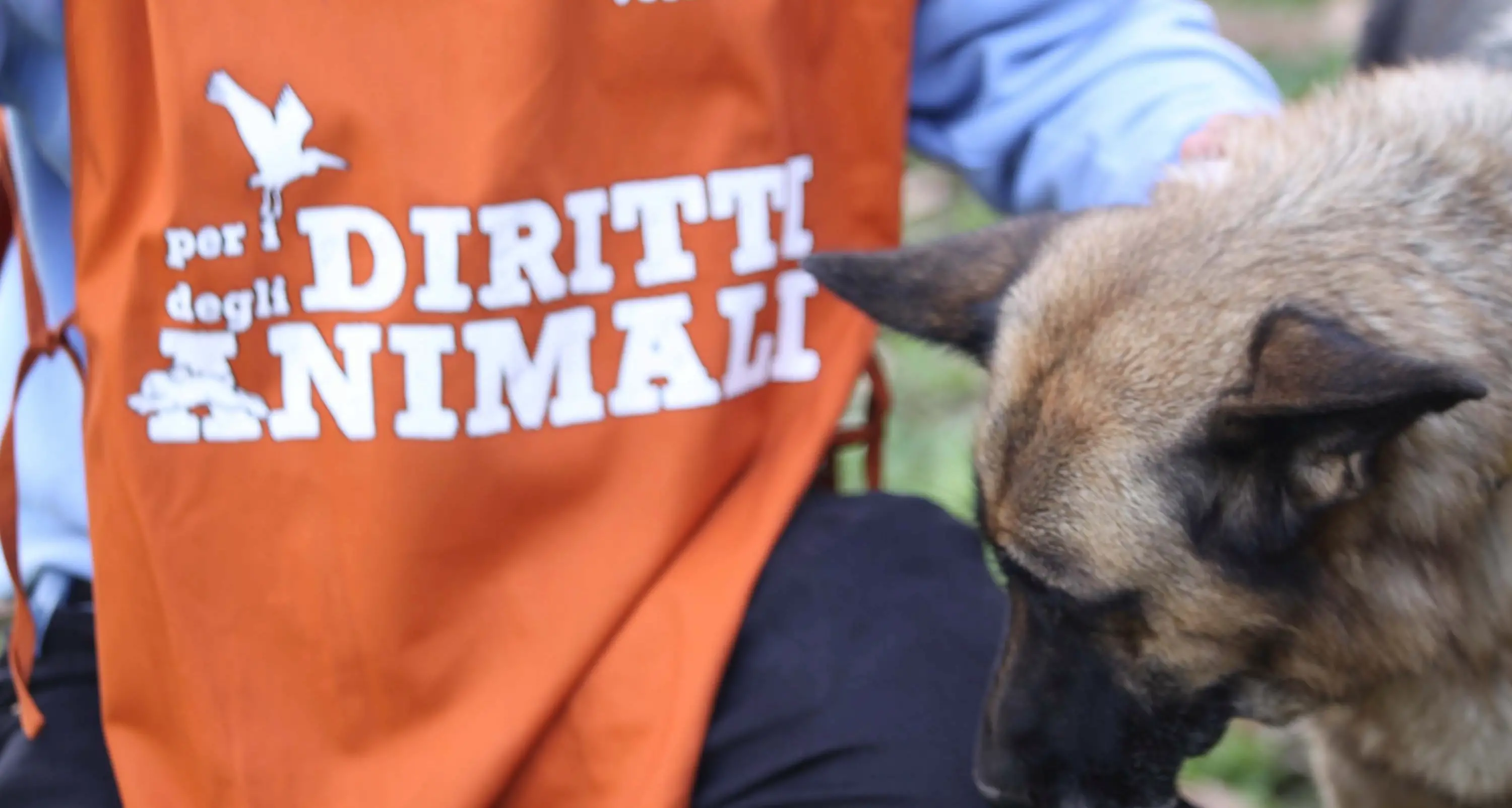 Puglia: imprigiona e lascia morire i cani, un 56enne finisce a giudizio