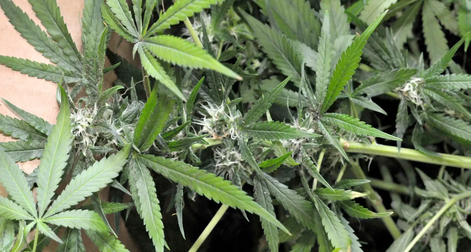 Due piante di marijuana nell'armadio, assolti