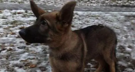 Arriva dalla Russia il cane che si sostituirà Dobrynia