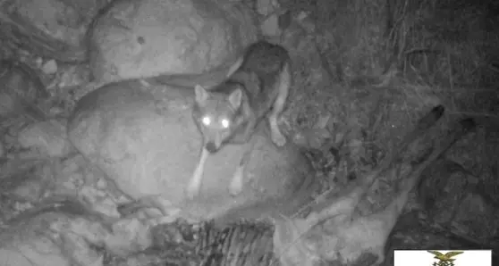 Ecco il lupo fotografato nel Parco Dolomiti bellunesi