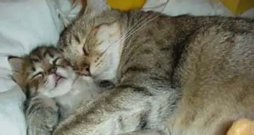 A Bolzano la nuova «casa dei gatti» è con materiale reciclato
