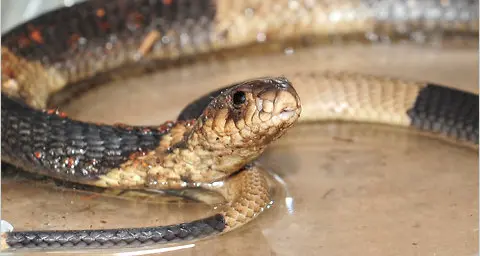 Brasile, a 18 mesi uccide un serpente a morsi