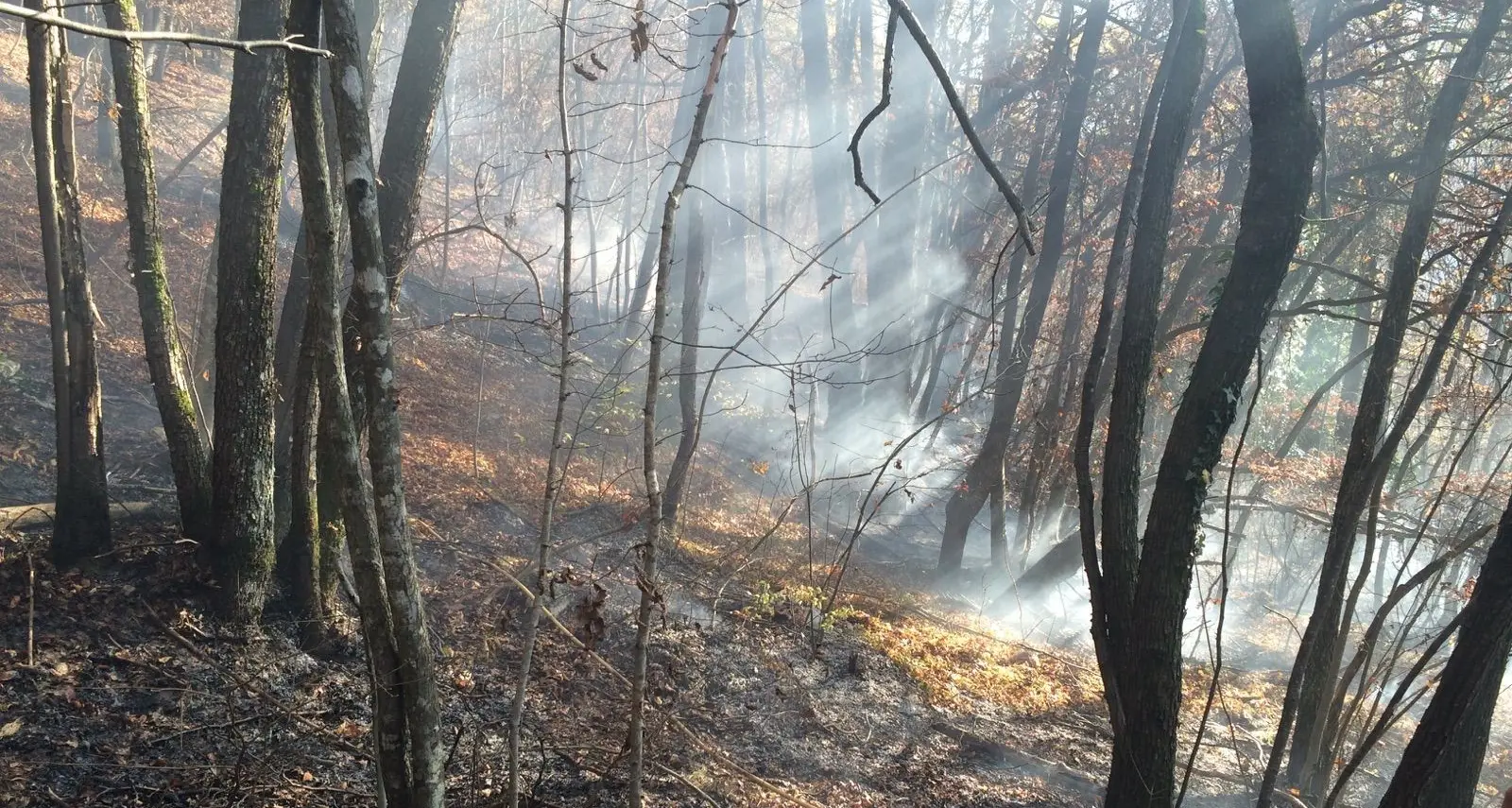 Un bosco in fiamme sul monte Finonchio