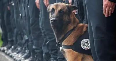 Addio Diesel, il cane eroe ucciso durante il blitz a Saint-Denis
