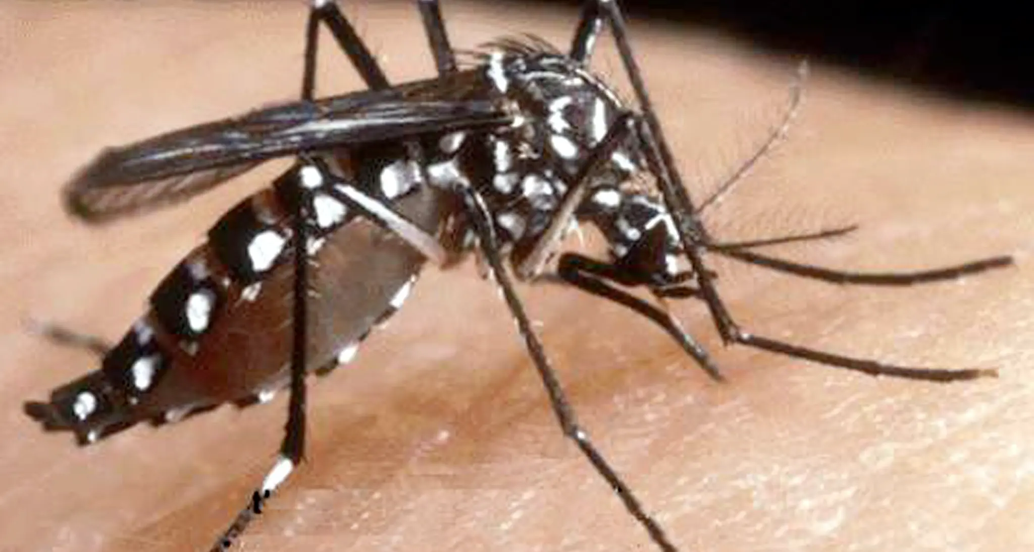 Zanzara tigre, quadruplicata presenza in quattro anni