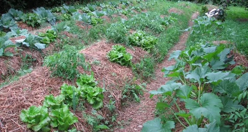 Nel 2015 i giovani agricoltori sono aumentati in Italia del 35%