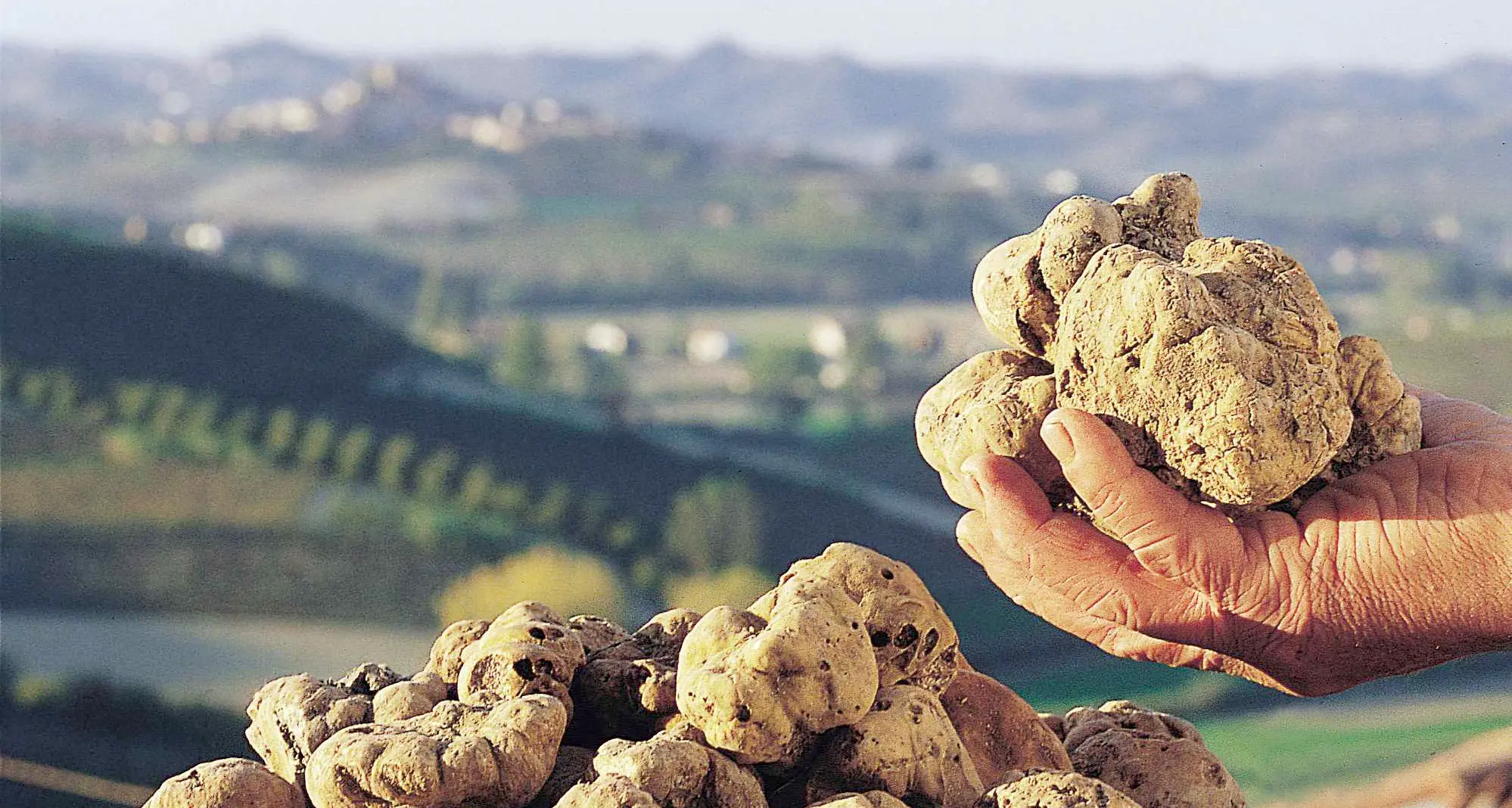Il tartufo, da Cavour in poi delizia di politici e star
