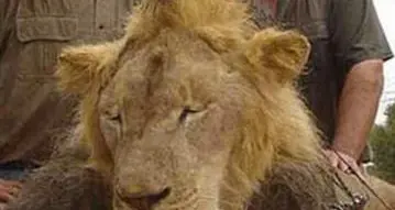 Il dentista che uccise Cecil la farà franca