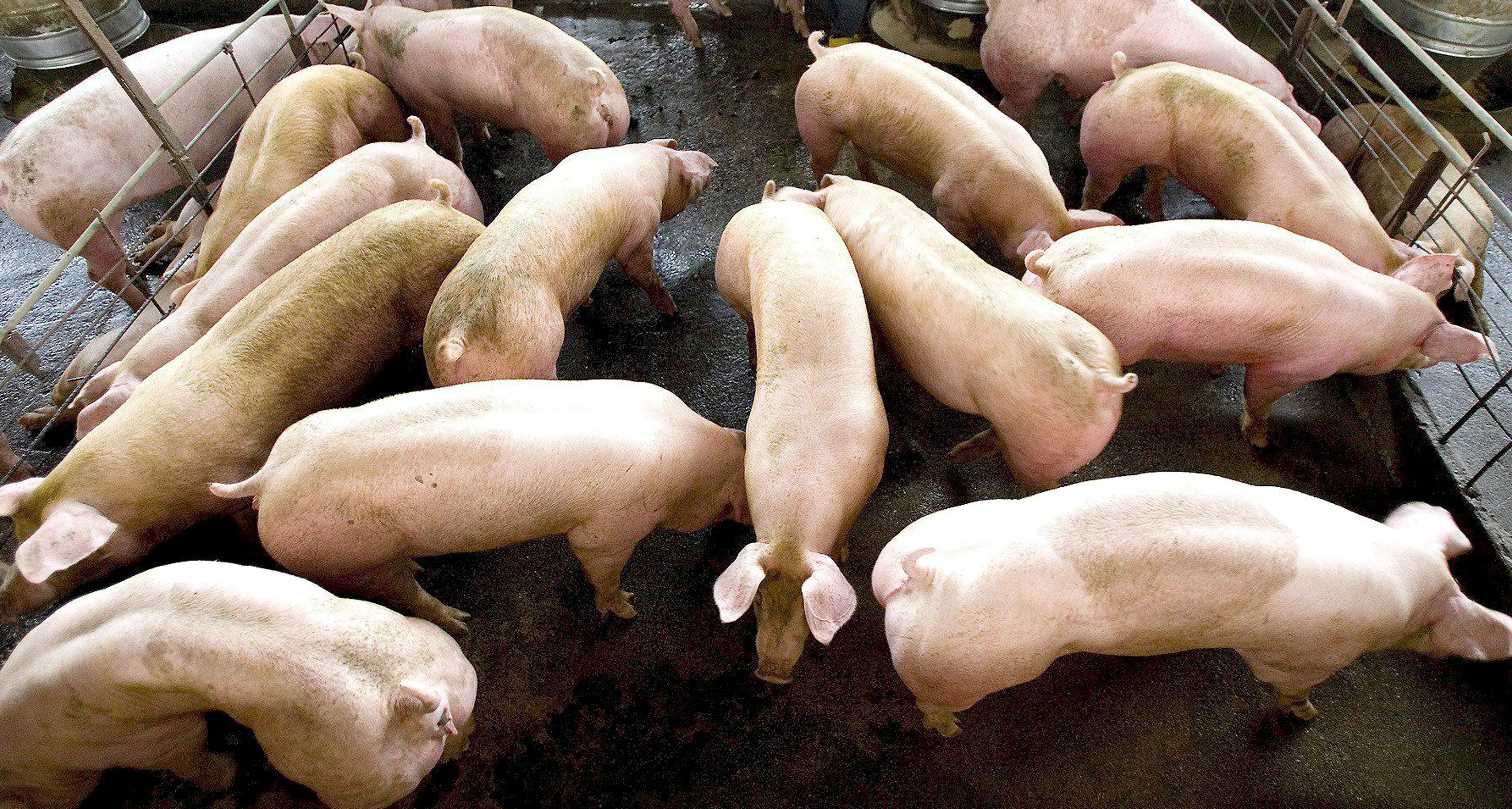 Lav contro prosciutto di Parma «Maiali in condizioni intollerabili»