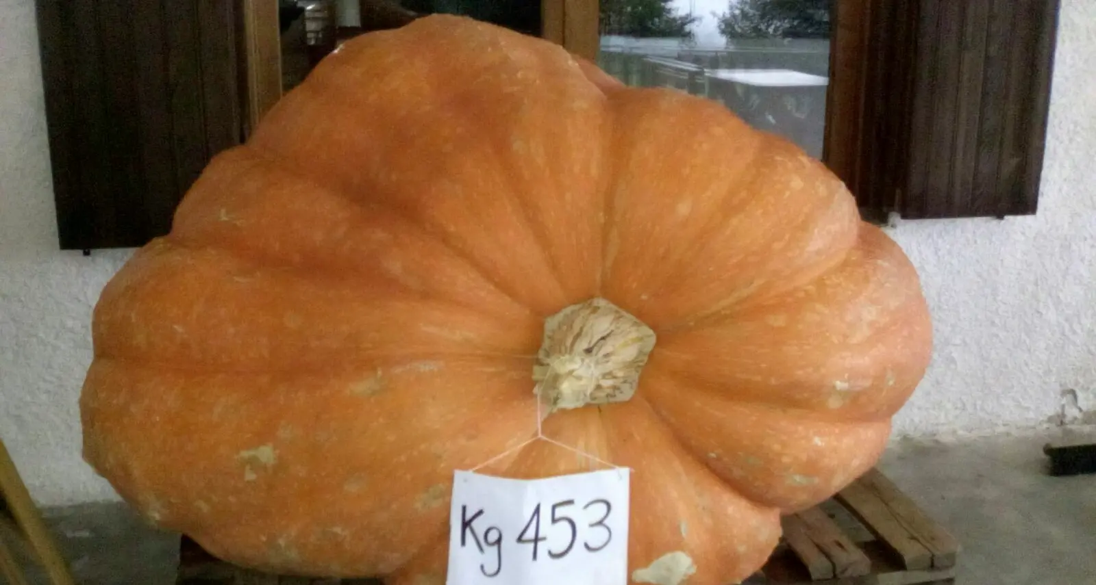 Flavon, zucca gigante