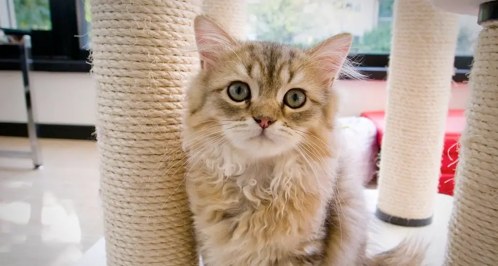 Gatto «randagio» sterilizzato all'insaputa del padrone